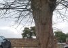 Parcheggio per disabili? Si, ma dietro l’albero. Incredibile a Treia. La denuncia in diretta a “Buongiorno Netweek”. Ecco le foto albero davanti al parcheggio disabili denuncia Maurizio socci ètv buongiorno netweek