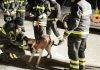 Genga. Disperso nella boscaglia, cane da caccia salvato dai vigili del fuoco