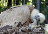 A Falconara è nato un grifone, specie a rischio di estinzione