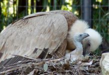 A Falconara è nato un grifone, specie a rischio di estinzione
