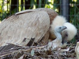 A Falconara è nato un grifone, specie a rischio di estinzione