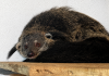 Al Parco Zoo Falconara arriva il binturong, l’“orso-gatto” dal profumo di popcorn
