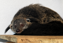 Al Parco Zoo Falconara arriva il binturong, l’“orso-gatto” dal profumo di popcorn