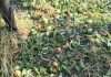 La grandine mette in ginocchio l’agricoltura. Colpiti vigneti e frutteti