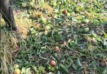 La grandine mette in ginocchio l’agricoltura. Colpiti vigneti e frutteti