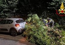 Albero cade su un’auto in contrada San Salvatore, nessun ferito. Notte di super lavoro per i vigili del fuoco nelle Marche