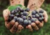 La “vendemmia di San Lorenzo”: si parte con una settimana di anticipo