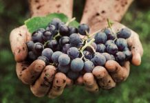 La “vendemmia di San Lorenzo”: si parte con una settimana di anticipo