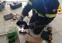 Miagolii dal pozzetto, i Vigili del fuoco salvano un gattino