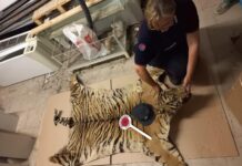 Camerino, testa e pelle di tigre abbandonate davanti al museo. La lettera: «Voglio rimanere qui, rispettate le mie volontà»